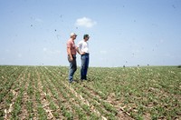 Quad District Award winners Steve and Tim Lundsgaard show off their no-till, drilled bean field.