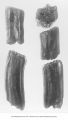 Pleistocene Fauna, side of molars of Equus scotti Gidley, Iowa, late 1890s or early 1900s