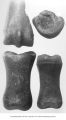 Pleistocene Fauna, foot bones (metatarsals and phalanges) of fossil horse, Cox Pit, Missouri Valley, Iowa, late 1890s or early 1900s