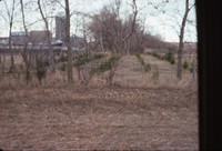 Evergreen tree, newly built windbreak.