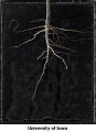 Revealed Root 2