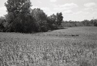 Spindly corn in field