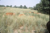 Cows in grassy field
