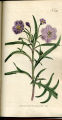 Cut-leaved Nightshade, Large Kangaroo Apple