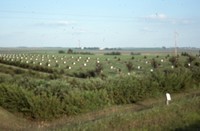 Windbreak on the farm of Don and Phyllis Conley.
