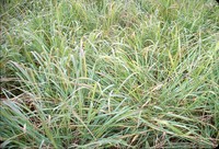 Little bluestem grass in the DeSoto Bend.