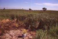 Wetland Restoration Project.