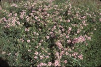 Crown of thorns in a field.