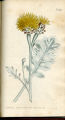 Cretan Centaury, Knapweed, Star Thistle