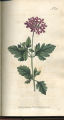 Rose Vervain