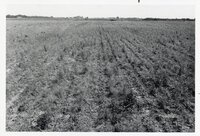 Field after crops are harvested