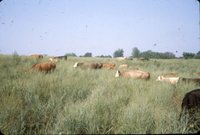 Cows in grassy field