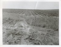 Photograph Collection Of Cropland  