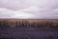 Cornfield after heavy rain