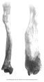 Pleistocene Fauna, Megalonyx jeffersoni, right radius front and ulnar edge views, Harlan, Iowa, late 1890s or early 1900s