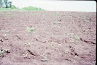 1986 Water in Fields