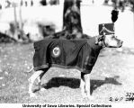 ROTC canine mascot Rex in uniform, The University of Iowa, 1929