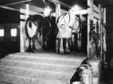 Two horses in a collection stall