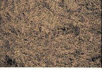 Miscellaneous Views of Crop Land