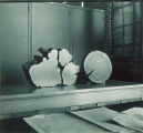 Cross-cut wood specimens on display, The University of Iowa, 1930s