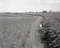Young Girl Stands in Cornfield