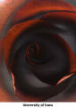 One Rose