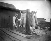 AG 223  Cleaning hog carcasses