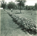 Row of poisonous pharmacy plants, The University of Iowa, July 1941