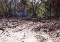 Mud pile by trees