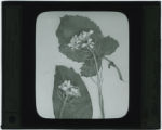 Brassica nigra (Black mustard)