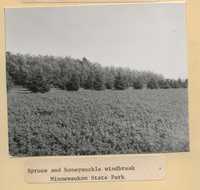 Windbreak on the Minnesota-Iowa border line, near the entrance to the Minnewaukon State Park.