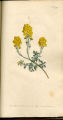 Mountain Alyssum, Madwort