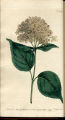 Shrubby Hydrangea