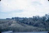 Windbreak on the Dorr farm.