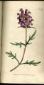 Great-flowered Self-heal, Self Heal, Heal All