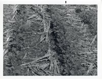 No-Till Beans in Corn
