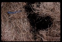 No Till Crops on Jared Herbert's Farm.