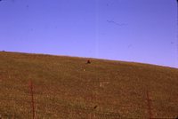 Turkey Vulture in a Field.