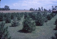 Reiman Schnieder windbreak.