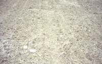 Dry cropland, 1988