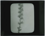 Plant specimen
