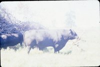 Slide Collection Of Agricultural Land And Cattle 