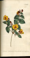 Large-flowered Flat-pea, Flat Pea