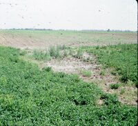 1986 Muddy fields