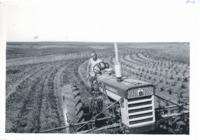David Gray cultivating strips, 1962