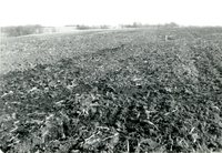 TOT on Stanley Baughman Farm