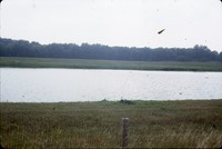 Ducks on the Quimby City Lagoon.