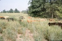 Cows in grassy field