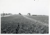 Photograph Collection Of Cropland  