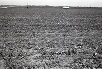 No-till fields of corn